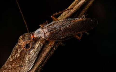 Cucarachas que se alimentan de las lágrimas de un reptil